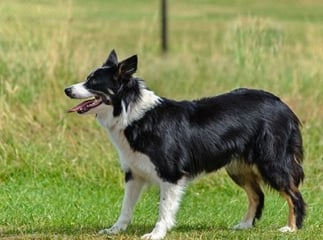 border collie